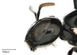   Ceratina ballotae , female lateral face. photo: Joshua Hengel 
